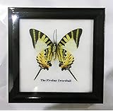 FRAMED REAL BEAUTIFUL FIVEBAR (YELLOW) SWORDTAIL BUTTERFLY DISPLAY INSECT TAXIDERMY 5