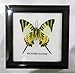 FRAMED REAL BEAUTIFUL FIVEBAR (YELLOW) SWORDTAIL BUTTERFLY DISPLAY INSECT TAXIDERMY 5