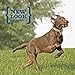 Best Bully Sticks 4-5 Inch Braided Bully Sticks - 1 lb (Pack of 1) - Natural, Easily Digestible, Limited Ingredient, Rawhide Alternative, Free-Range Grass-Fed