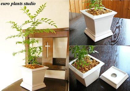 Amazon 送料無料 シマトネリコ 観葉植物 鉢植え 陶器 バットの木 風水 インテリア 北欧 おしゃれ ギフト お祝い ホワイトスクエアポット 観葉植物 オンライン通販