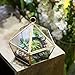 NCYP Modern Clear Glass Jewelry Box with Swing Lid, Pentagon Shape Closed Geometric Terrarium Planter Pot for Succulent Plant, Fern, Wedding Decor, Gold Container (No Plants)