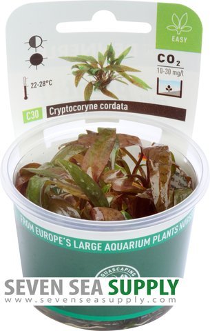 'Dennerle Plant It Invitro Live Aquarium Plant - Cryptocoryne Cordata