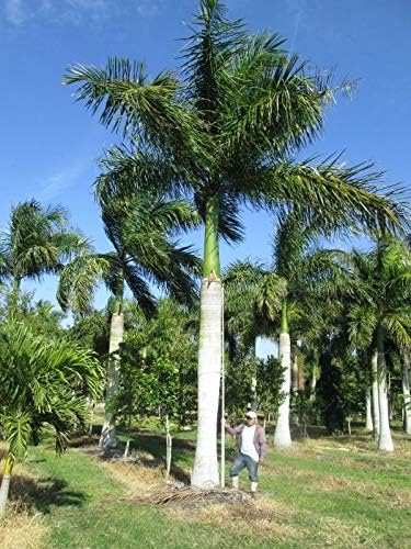 Roystonea regia | Florida Cuban Royal Palm | 10_Seeds