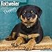 Rottweiler Puppies Calendar - Dog Breed Calendars - 2019 - 2020 Wall Calendars - 16 Month by Avonsid by