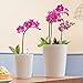 Lechuza 14950 Mini Deltini Self-Watering Planter for Indoor and Outdoor Use, 3.9
