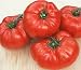 TOMATO, BEEFSTEAK TOMATO SEED, ORGANIC, NON- GMO, 25 SEEDS PER PACKAGE