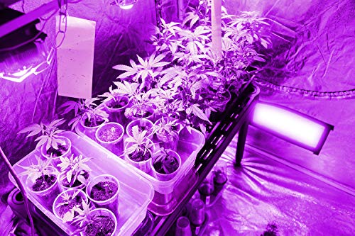 Ohuhu 60"x 60"x 80" Grow Tent with Observation Window & Tool Bag, Mylar Hydroponic Plant Growing Tent with Durable 600D Oxford Cover for Indoor Plant Growing, Gardening and Germination