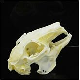 Wixine 1Pcs Cottontail Rabbit Skull Specimen Animal Bone Specimen