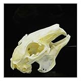 Wixine 1Pcs Cottontail Rabbit Skull Specimen Animal