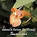 Jewelweed Anti Itch Soap - Natural Poison Ivy Wash - One Large 5.5 Oz. Bar - Organic Palm Oil Soap - Shea Butter - Olive Oil - Coconut Oil - Handmade Cold Process - Homeopathic