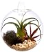 Hinterland Trading Beach Side Living Wall Glass Terrarium, 6 Inch