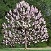 Royal Empress Tree Seeds 80 Seeds Upc 646263362648 - Gorgeous spring flowers smell like lavender