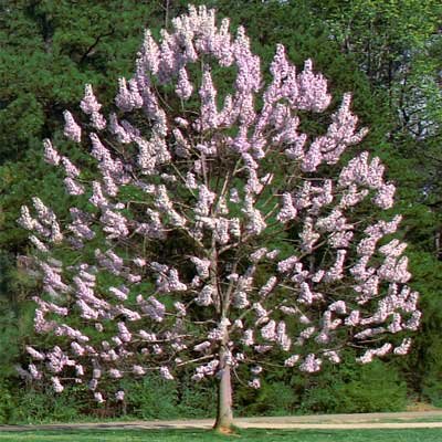 Royal Empress Tree Seeds 80 Seeds Upc 646263362648 - Gorgeous spring flowers smell like lavender