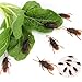 MICHLEY 144pcs Fake Roaches Novelty Cockroach for Party Favorite Trick Toys