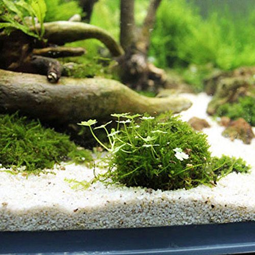 Stebcece Hot Mineral Natural Aquatic Moss Ball for Aquarium Crystal Red Shrimp Fish Tank - Thumbnail 5
