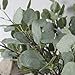 Eucalyptus Leaves Artificial leaf Artificial Greenery Silver Dollar Eucalyptus Leaf Spray in Green Artificial Greenery Holiday Greens Christmas Greenery Leaves for Wedding Party Home Decor, 25.6