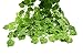 Beebel™ 75-Ft 12 strands Artificial Flowers Fake Hanging Vine Plant Leaves Garland Home Garden Wall Decoration (Grape leaves)