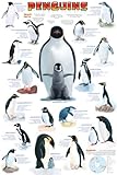 Penguins - Fun Facts and Types 24x36 Poster Animal Poster Print, 24x36