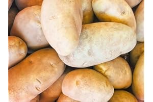Generic Russet Idaho Potatoes Fresh Premium Fruit and Produce Vegetables, 20 pound case