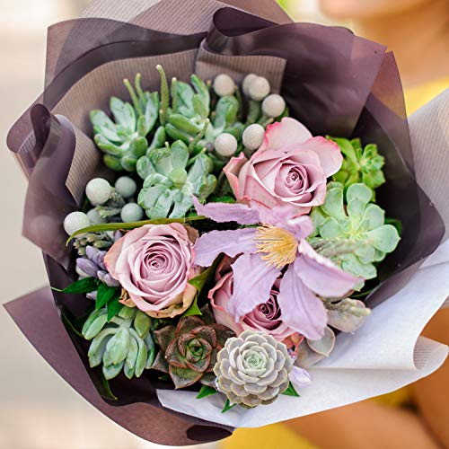 4 Succulent+Echeveria+Surprise+Rosette+Container