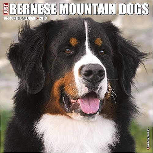 Just Bernese Mountain Dog 2019 Wall Calendar (Dog Breed Calendar), by Willow Creek Press Just Bernese Mountain Dog 2019 Wall Calendar (Dog Breed Calendar), by Willow Creek Press