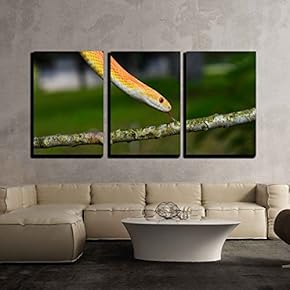 Amel Motley Corn Snake Sliding to The Branch x3 Panels