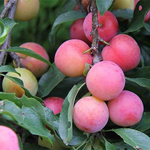 Cherry/Orange/Litchi/Plum/Mango Seeds Organic Mango Tree Seeds Home Garden Planting Fruit Seeds (20Pcs_Plum)