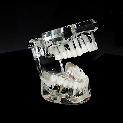1 Dental+Teaching+Typodont+Removable+ZJ+COSM