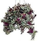Purple Wandering Jew - 6" Hanging Pot - Easy to Grow House Plant - Inch Plant