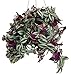 Purple Wandering Jew - 6" Hanging Pot - Easy to Grow House Plant - Inch Plant primary