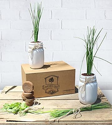 Ceramic Mason Jar Indoor Windowsill Herb Garden Planter Starter Kit Certified Organic Non Gmo Coconut Peat Coir Culinary Italian Basil Cilantro Thyme Parsley Chive Seeds Unique Kitchen Gift Buy