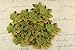 Senswalan Artificial Maple Leaves,500 pcs 10 Color Mixed Rich Fall Colored Leaves for Weddings Decorations or Christmas Party