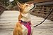 RUFFWEAR - Front Range, Everyday No Pull Dog Harness with Front Clip, Trail Running, Walking, Hiking, All-Day Wear, Alpenglow Pink, Large/X-Large