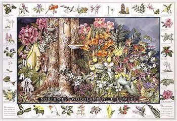 Northwest Woodland Wildflower Poster and Identification Chart