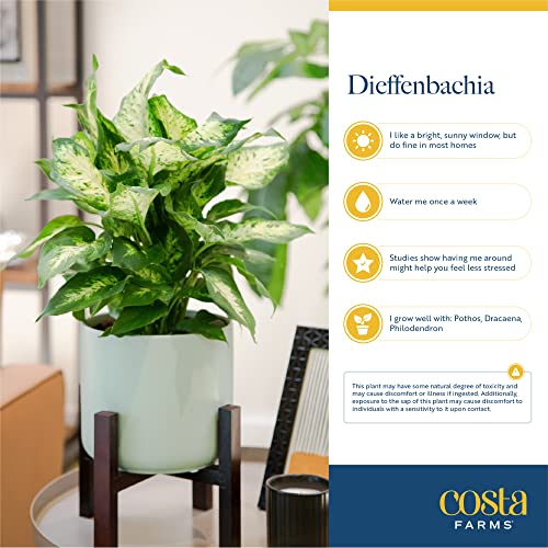 Costa Farms Dieffenbachia Live Indoor Plant, Easy to Grow Houseplant in