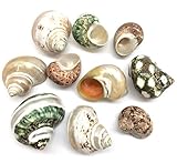 PEPPERLONELY 10PC Polished Mixed Turbo Sea Shells, Shell Size 1-1/2 Inch ~ 2-1/4 Inch