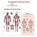 24” x 36” Large Double Sided Muscular and Skeletal System Anatomical Wall Poster/Laminated Human Body Poster/Anatomy Poster/Medical Poster/Human Muscle Skeleton Reference Chart by JJ CARE