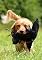Livro Treinamento Canino