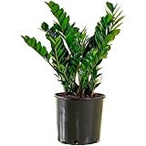American Plant Exchange ZZ Zanzibar Gem Live Plant, 6" Pot, Indoor/Outdoor Air Purifier