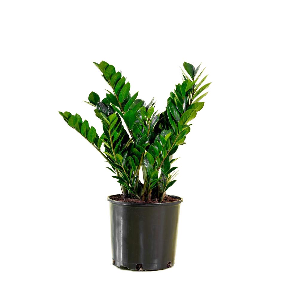AMERICAN PLANT EXCHANGE ZZ Zanzibar Gem Live Plant, 6 Inch Pot, Air Purifier