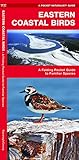 Eastern Coastal Birds: A Folding Pocket Guide to Familiar Species (Wildlife and Nature Identification)