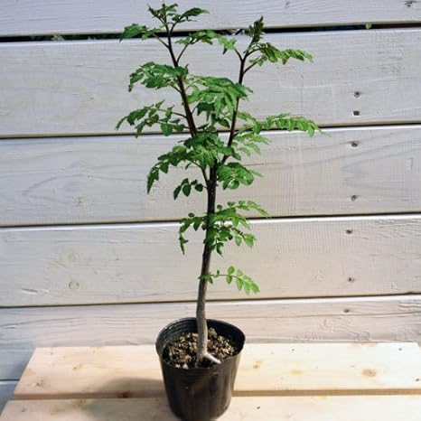 Amazon 庭木 苗木 葉さんしょう 山椒 小 3号ポリポット 苗