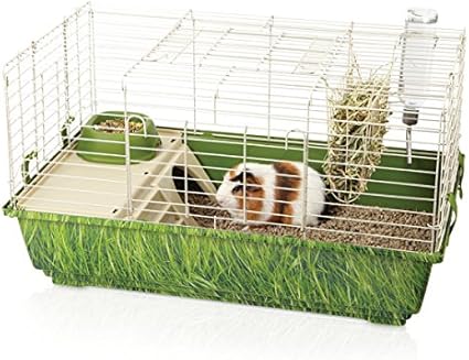 green guinea pig