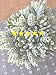 Neomark Tyoungg 4 Pack Flocked Green Artificial Succulent Cactus Plants Echeveria Unpotted Long Stem for Wreath Making Wedding Bouquet Making 3.33”Wide x 5”Tall