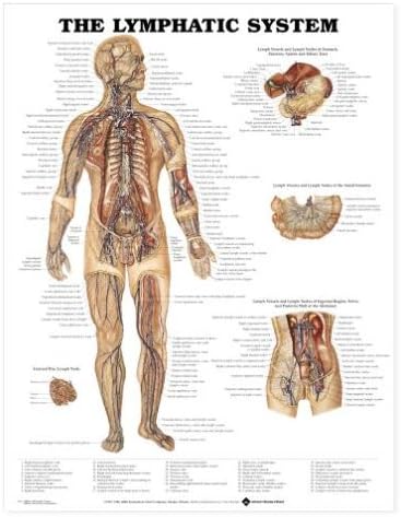 The Lymphatic System Anatomical Chart