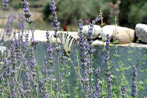Sanbay Art Christmas Gift Modern Giclee Canvas Prints Stretched Abstract Floral Lavender Painting Wood Framed Inside Wall Art for Home Office Decorations Wall Decor