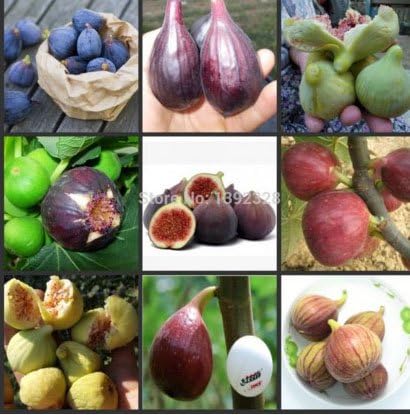 100 Seeds - Mixture of (9kinds) Ficus Carica Fig Fruit Tree Seeds