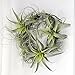 Supla 2 Pcs Artificial Succulent Plants Air Plants Dessert Plants Tillandsia in Light Green with Gray Tones 5.5