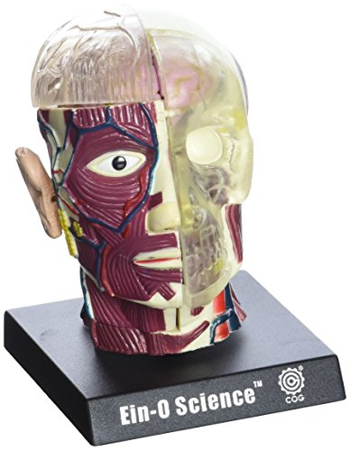 Bio Signs Human Anatomy - Brain & Skull