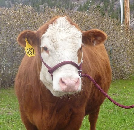 New Style Rope Cattle Halter, Easily Adjustable for Calf, Cow, Steer, Bull, Blue/Navy/White